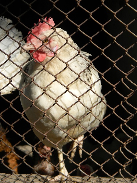 领域的顶级 领域的顶级