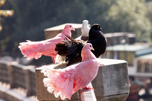 得分技巧 得分技巧